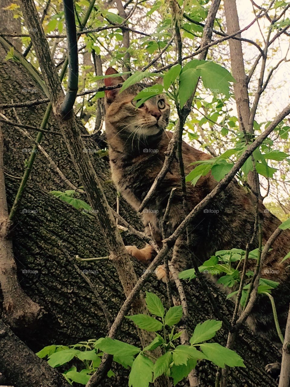 Kitty Climbing Tree