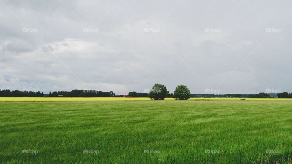 Green and yellow field