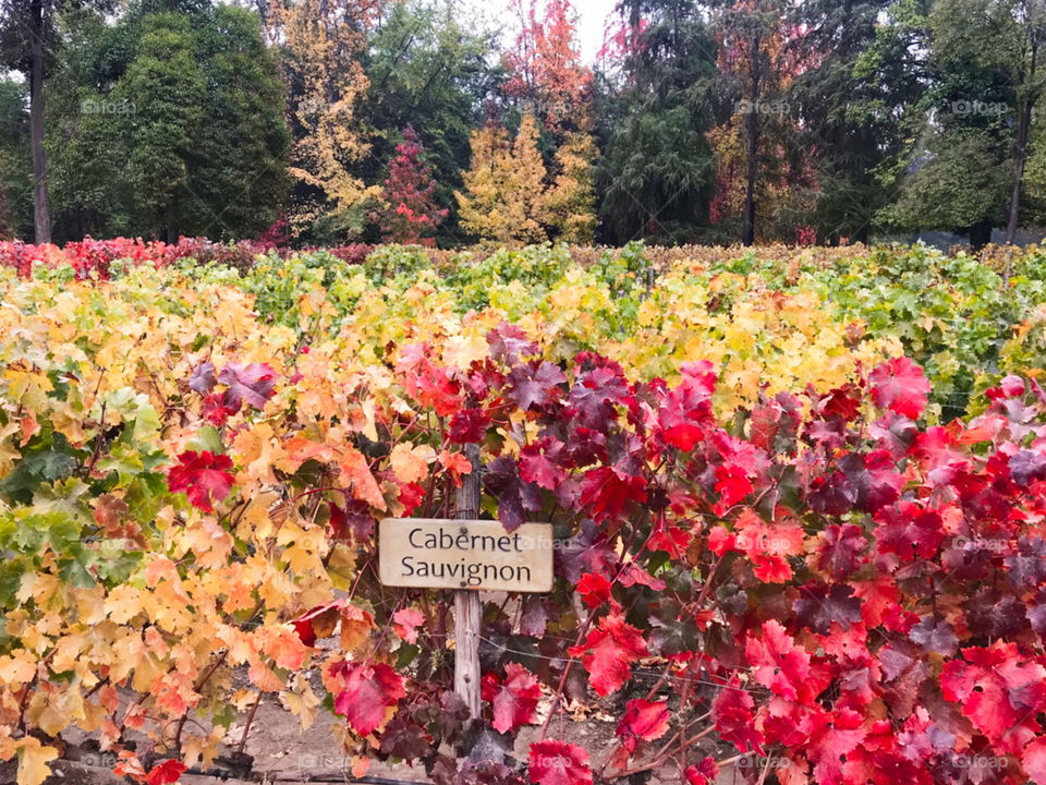 Autumn.  The leaves of the grape vines show different colors when the season changes, highlighting the red color.