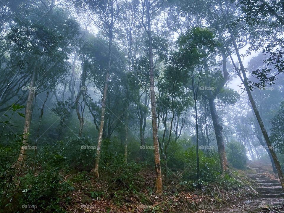 fog and forest