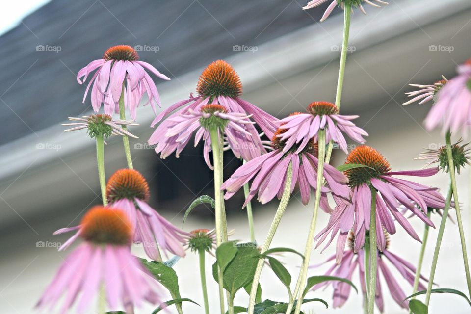 summer blooms