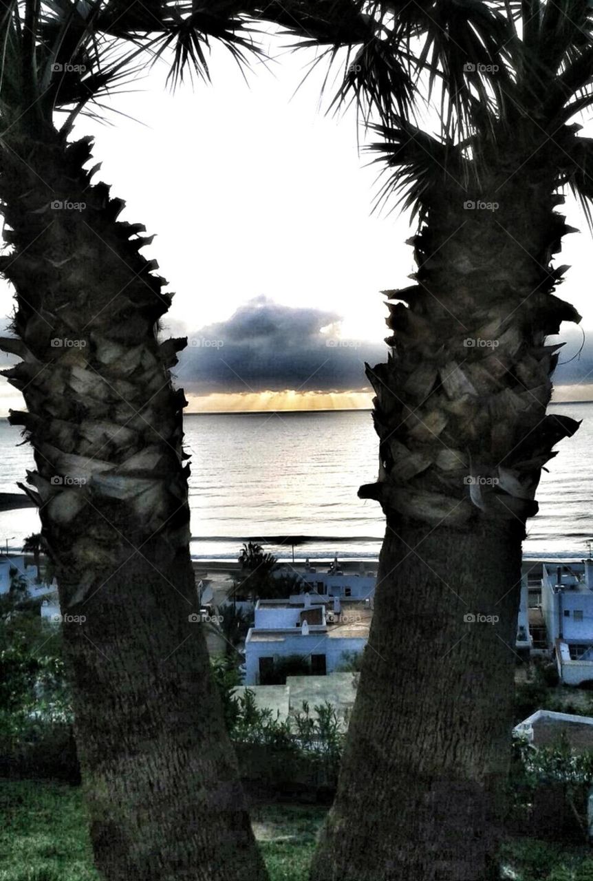 entre dos palmeras.