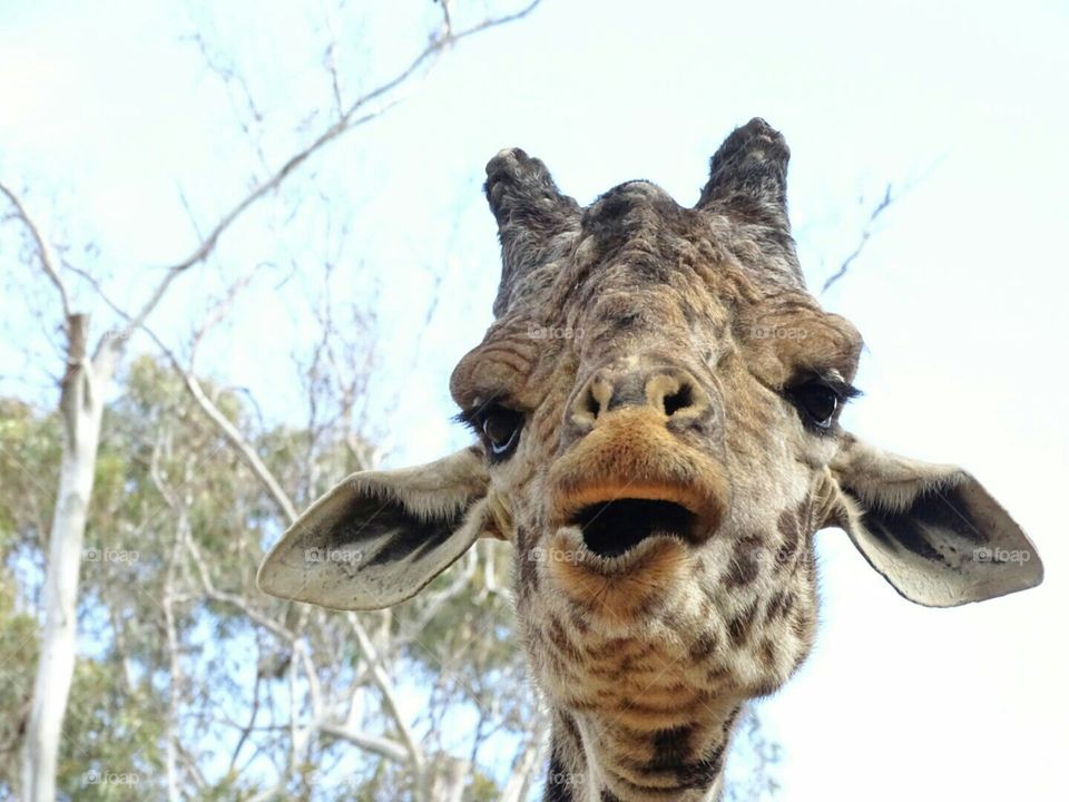 close up of Giraffe chewing