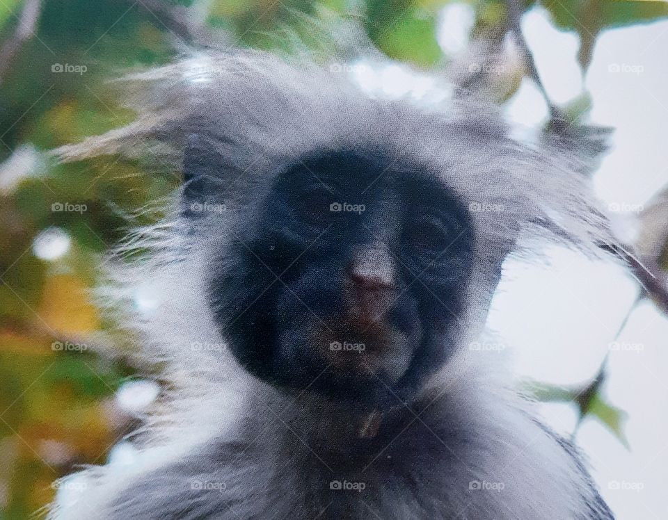 Zanzibar monkey