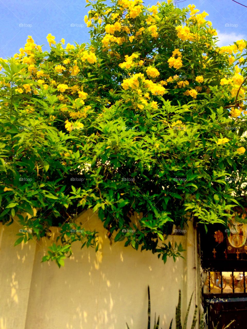 yellow flowers 