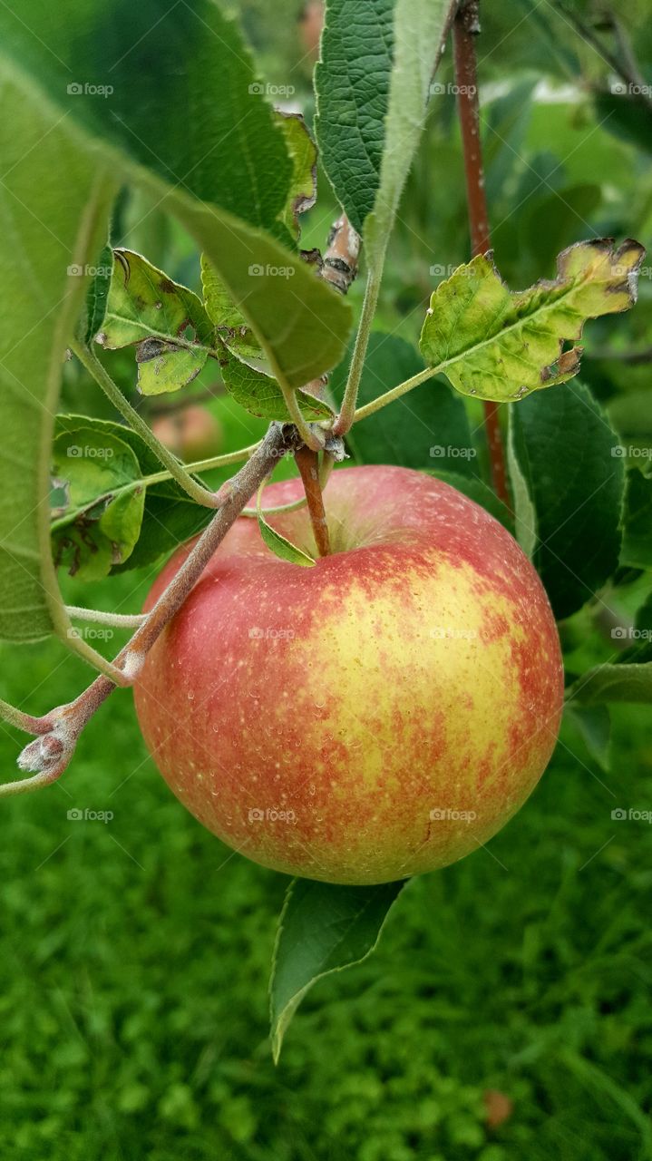 A ripened hangs on the tree awaiting to be picked.