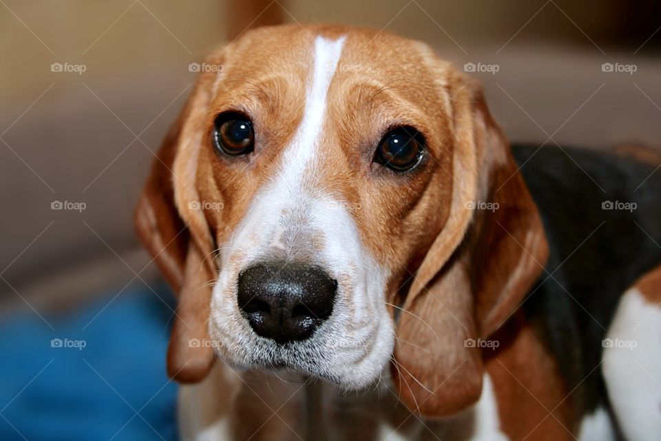 beagle dog