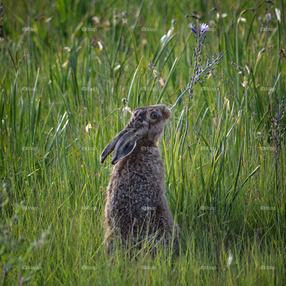 Hare in wildflower field. Beautiful hare nibbling on wildflower 