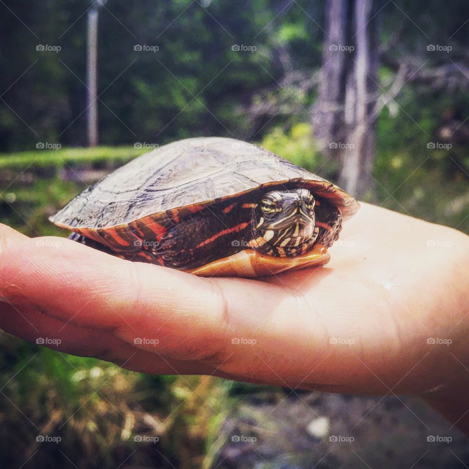 Reptile, Turtle, One, Environment, No Person