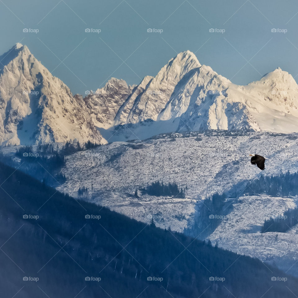 A bald eagle flying past snow covered mountains and forests