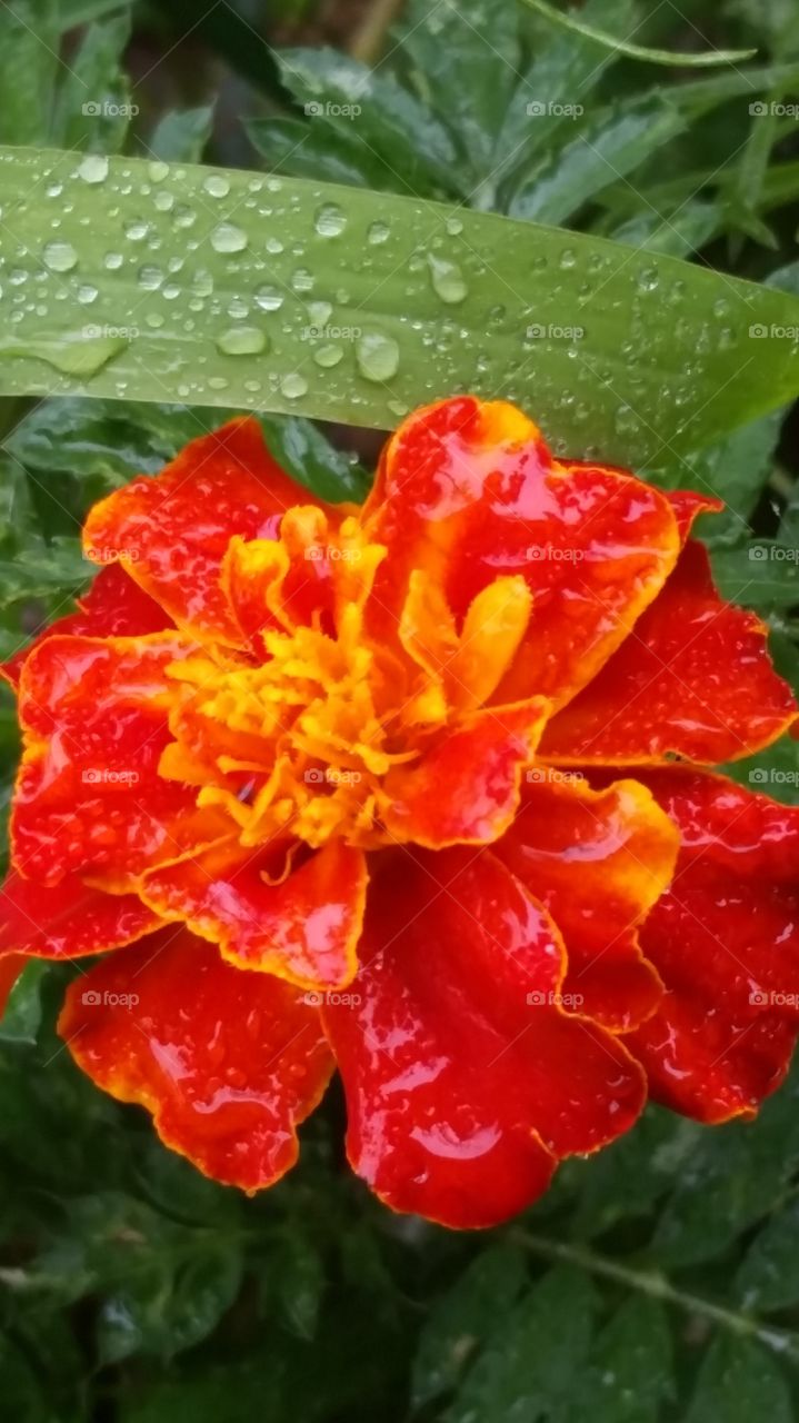 Marigold