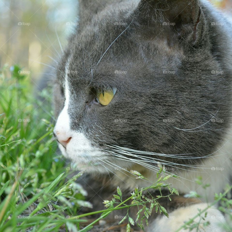 Tux enjoying the sun