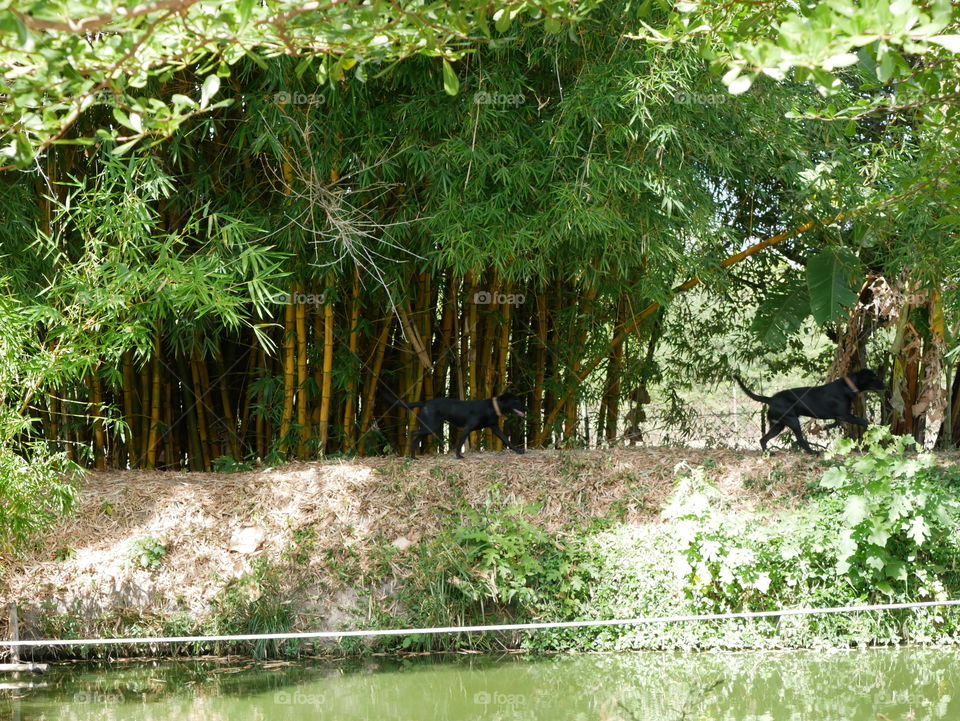 The dogs of my friend near a fish pool