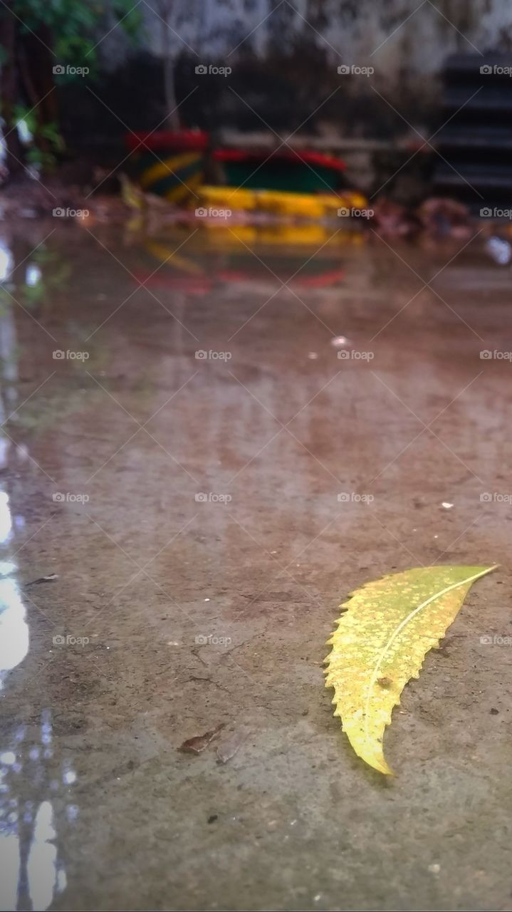 leaf under the water