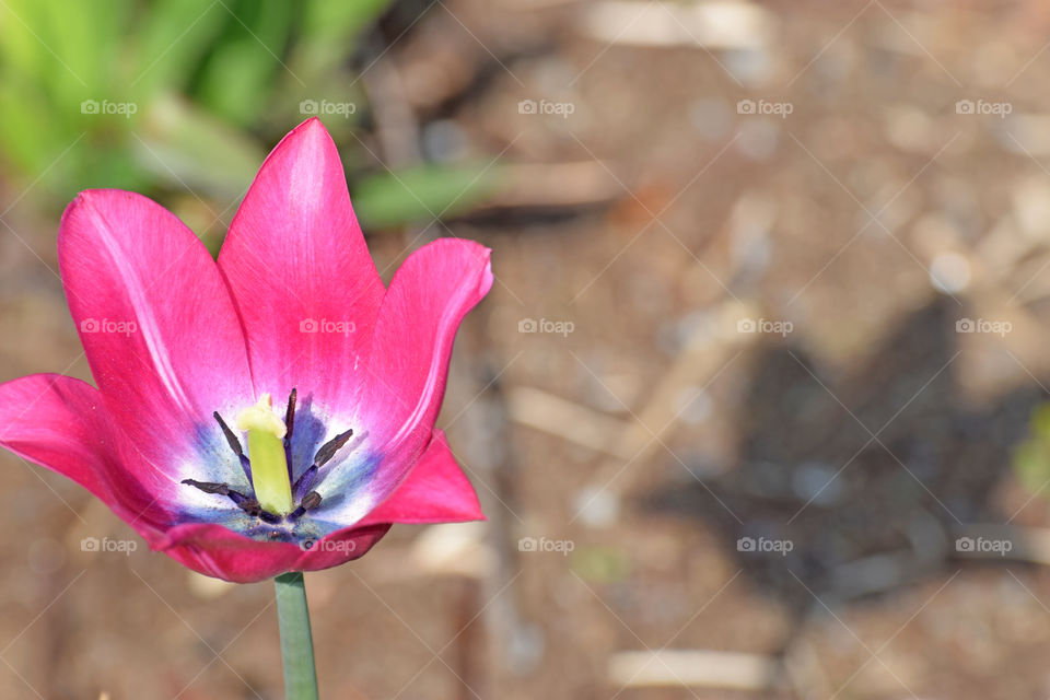 tulip