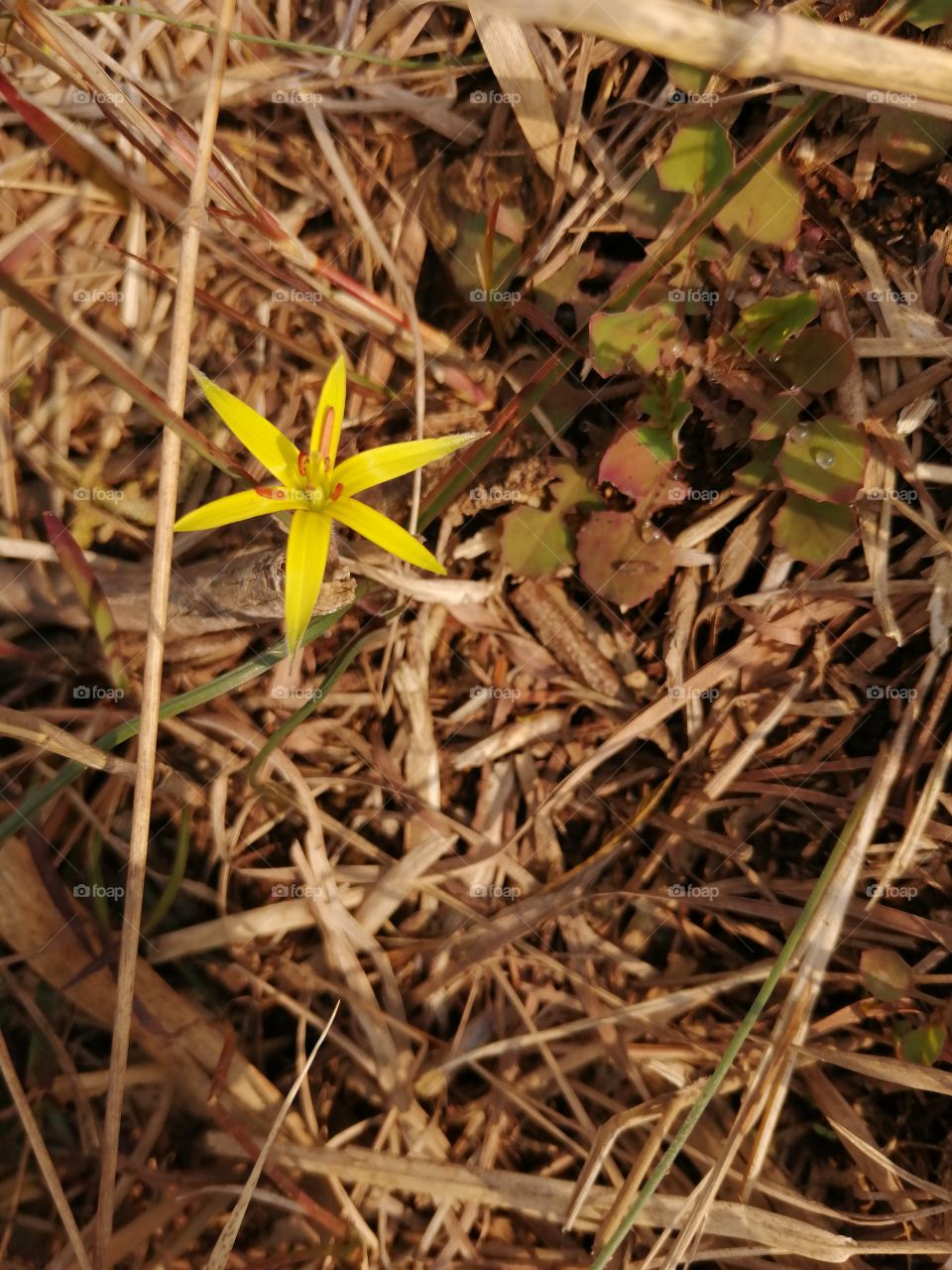 Spiloxene (Cape star) is a genus of plant species belonging to the Hypoxidaceae family.Hypoxis roopery is traditionally known as a “miracle plant” because it has been traditionally used for a wide array of human aliments, including cancers, diabetes.