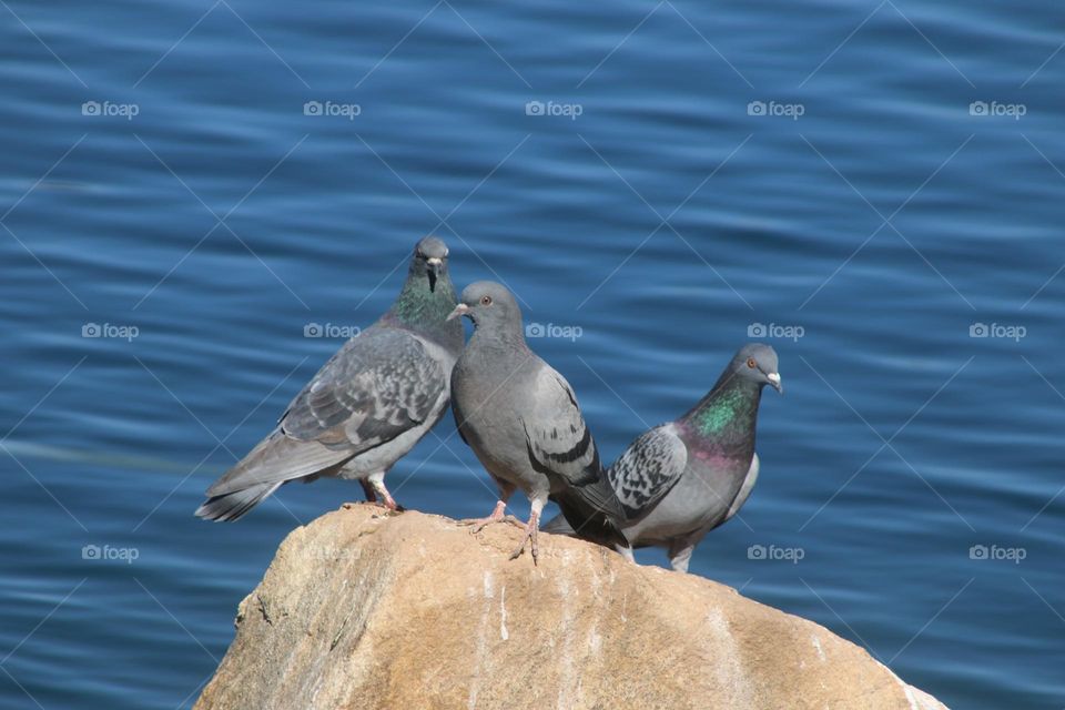 Three Pigeons on a Rock