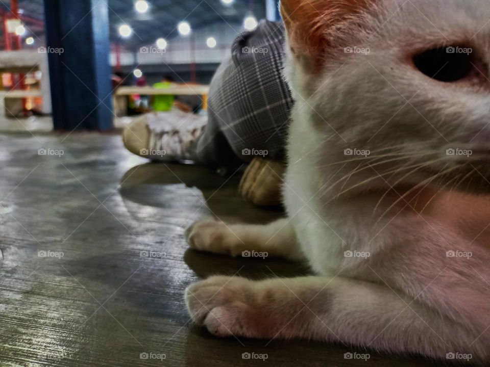 Stray cat keep calm on the alley