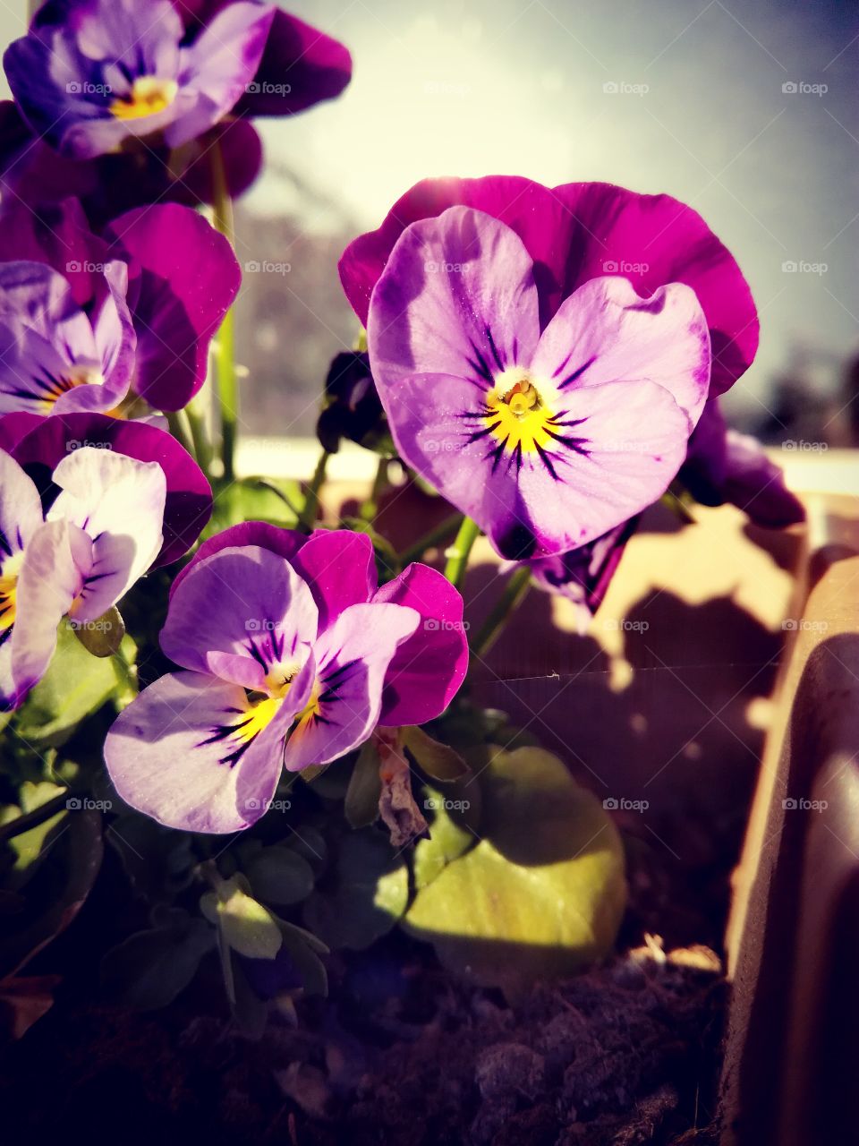 violette, fleurs