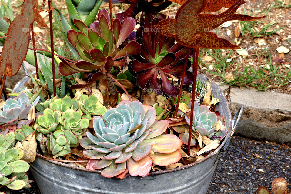 Variety of potted succulent plants in rustic galvanised metal bucket, trendy home decor, balcony and patio gardening