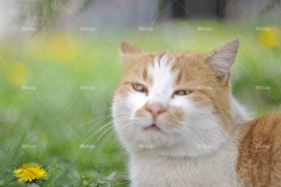Cat portrait
