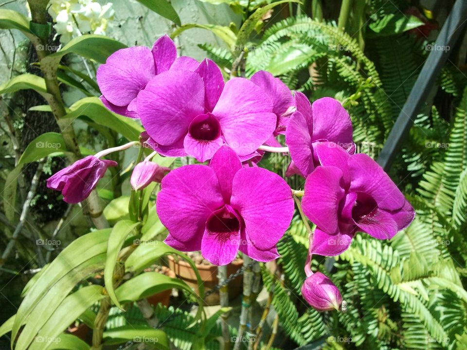 Orchids garden