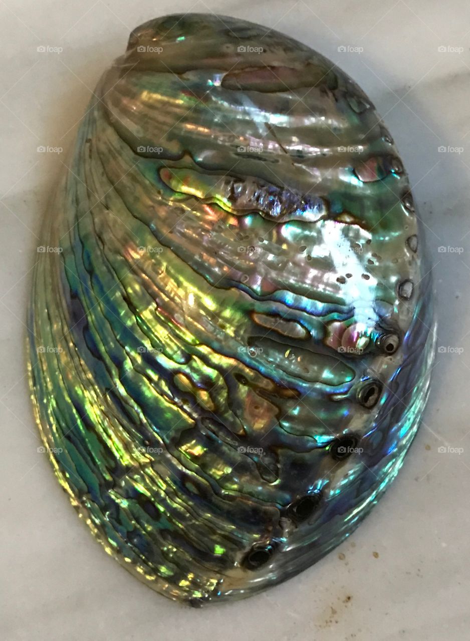 Paua shell from New Zealand 