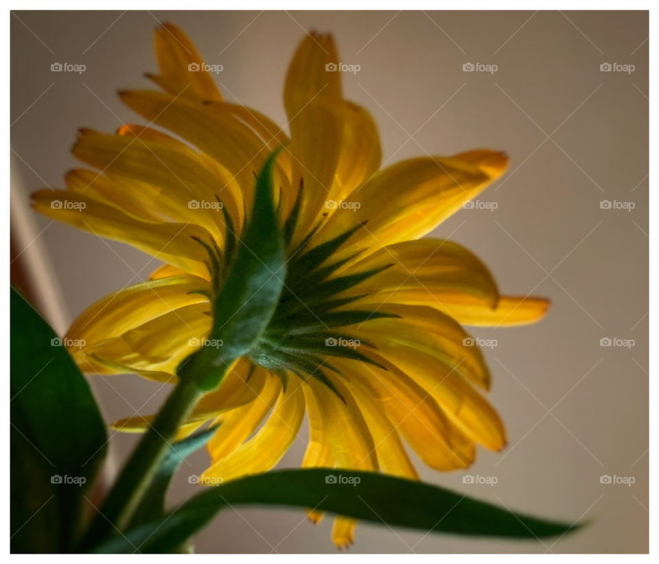 Fleur jaune ~ Yellow Flower