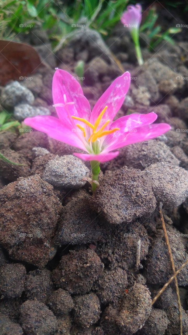 Beautiful flowers among the small stones.