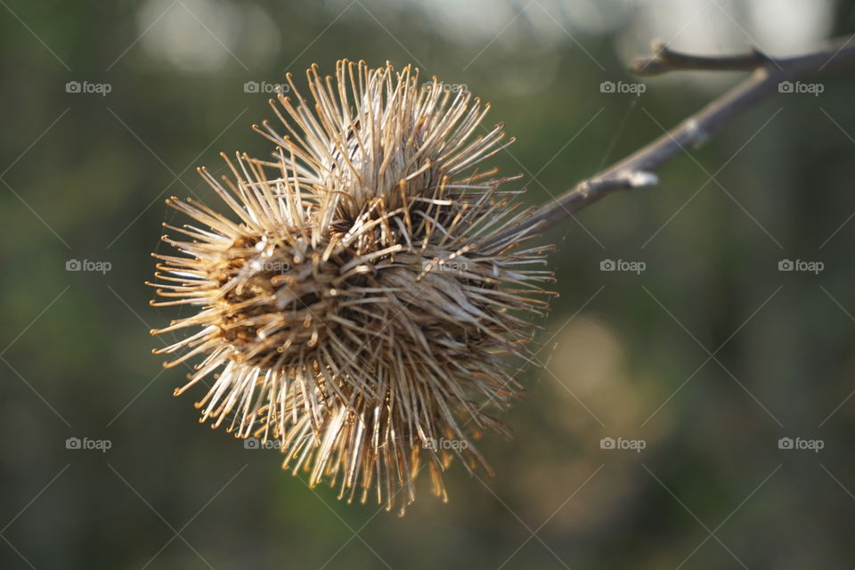 A photo of a random thistle blowing in the wind surrounded by beautiful Spring sunshine 