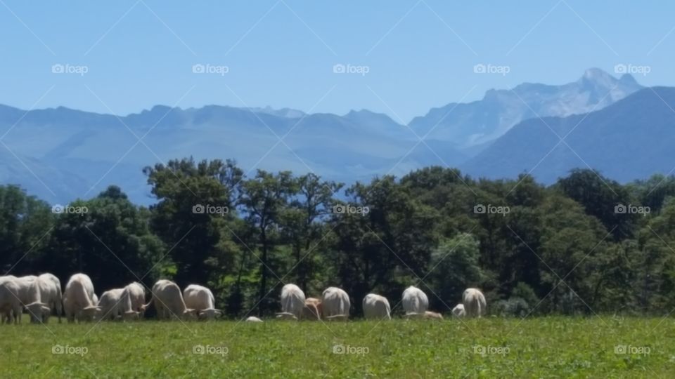 Sheep, No Person, Agriculture, Landscape, Grass
