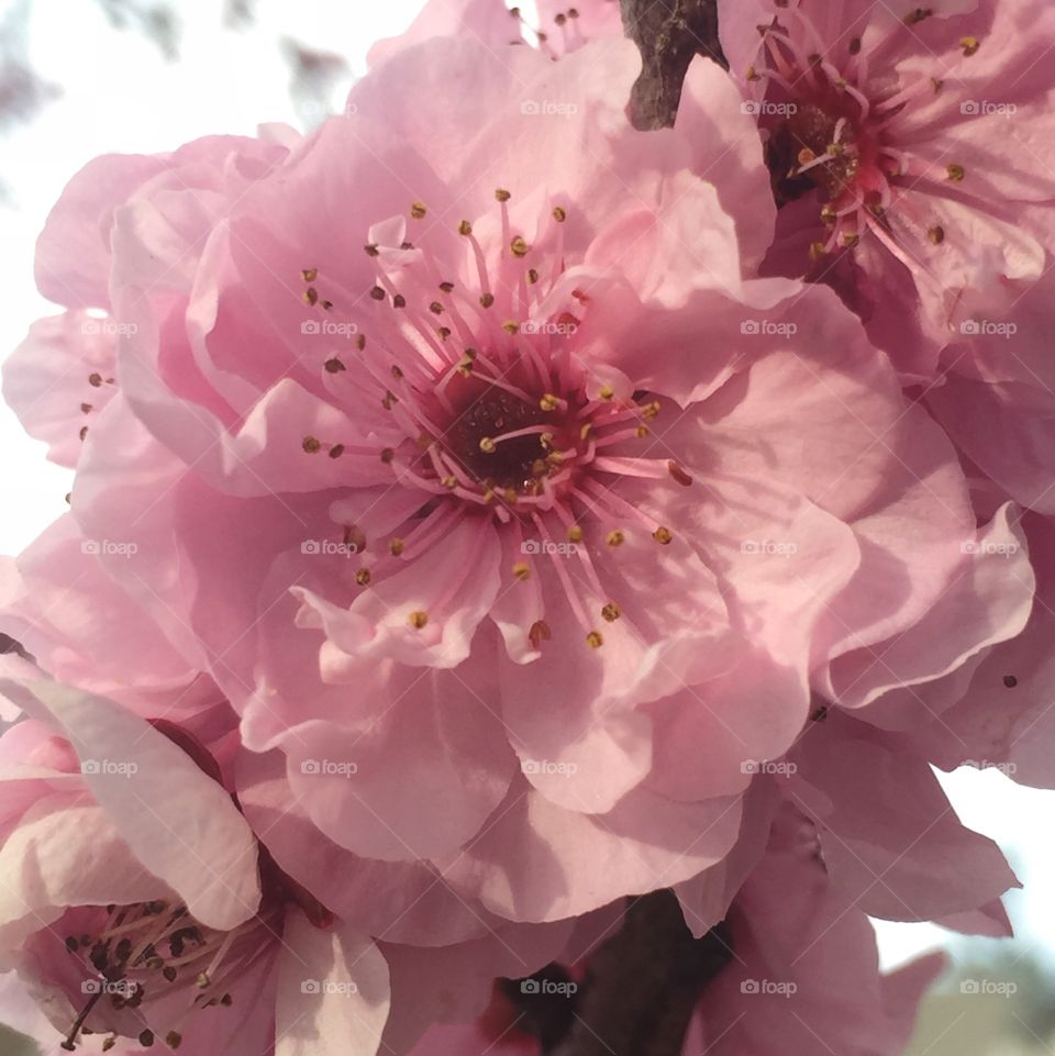 Blireiana flowering plum