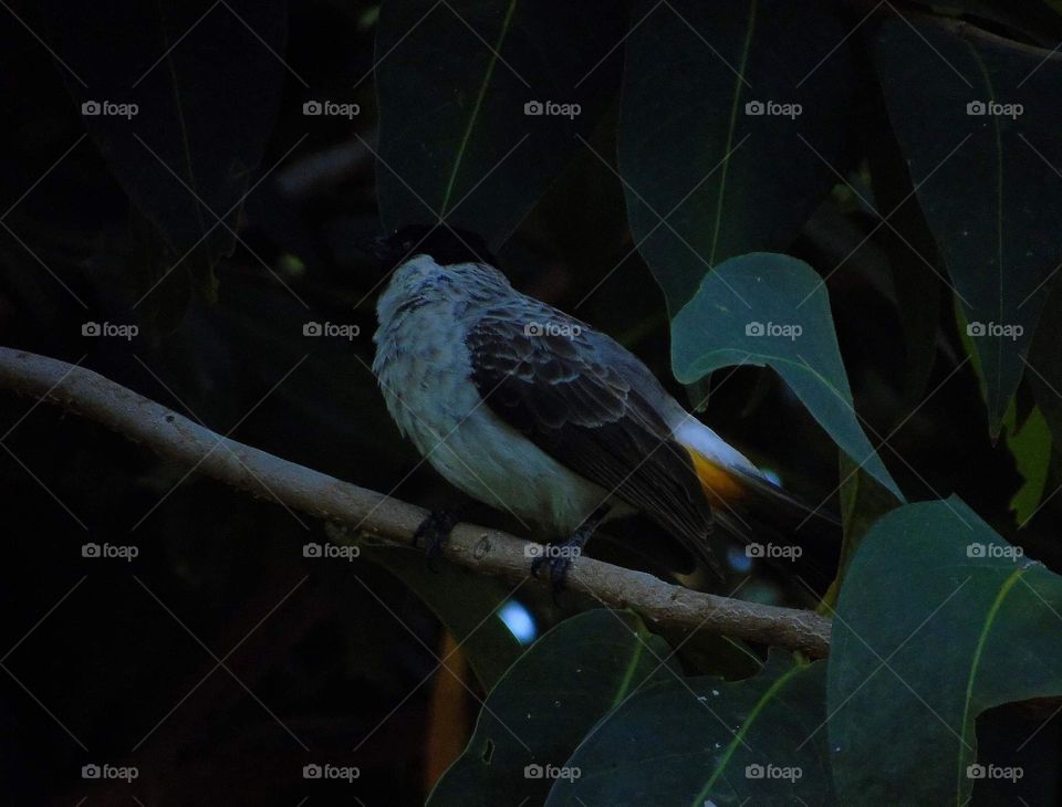 Scooty headed - bulbul. Pycnonotus aurigaster, cucak kutilang is the name in Indonesia . Very common bird into the garden. Soliter, and more than interest to look for group . Medium size bird at the garden and rice field surround .