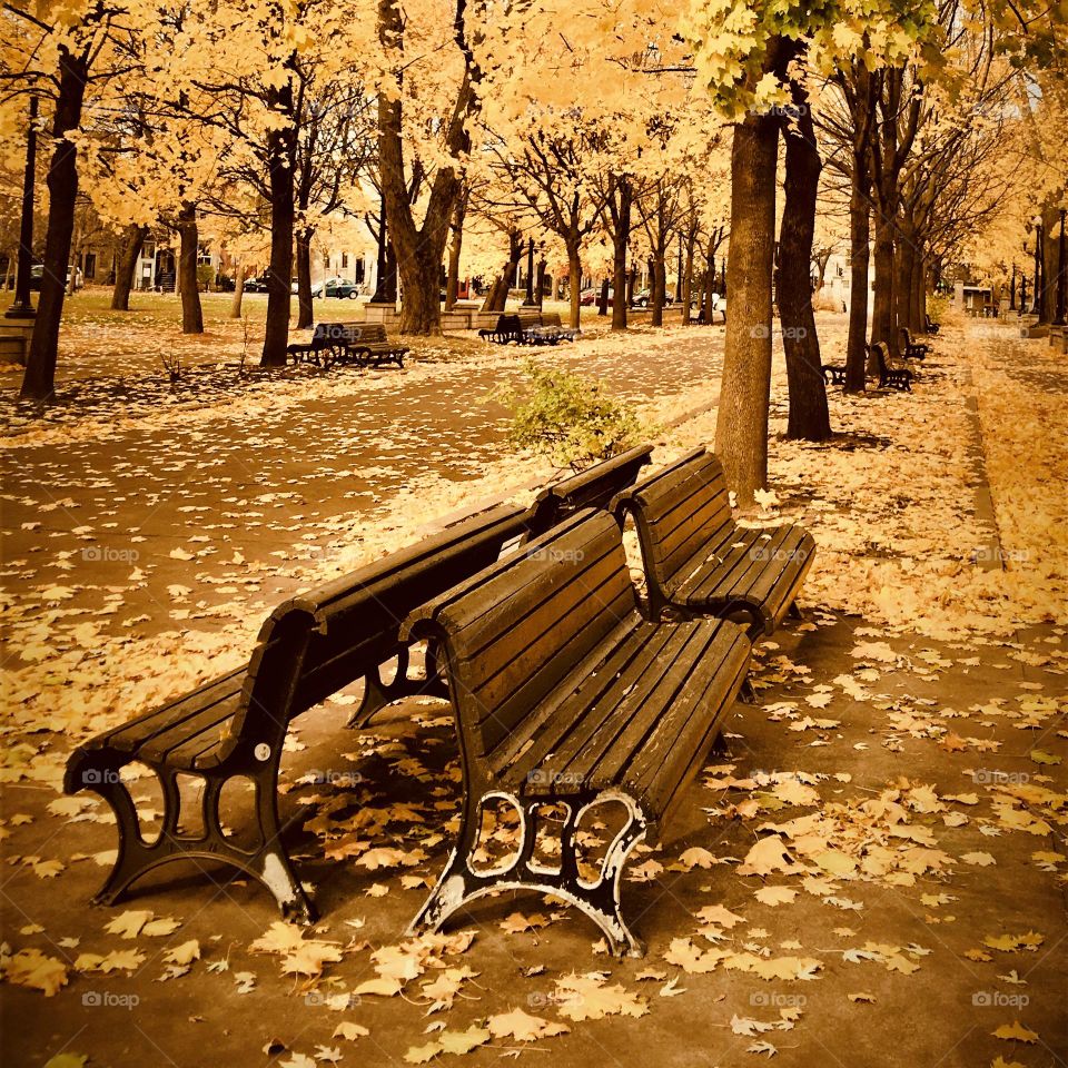 Montreal park in fall color...