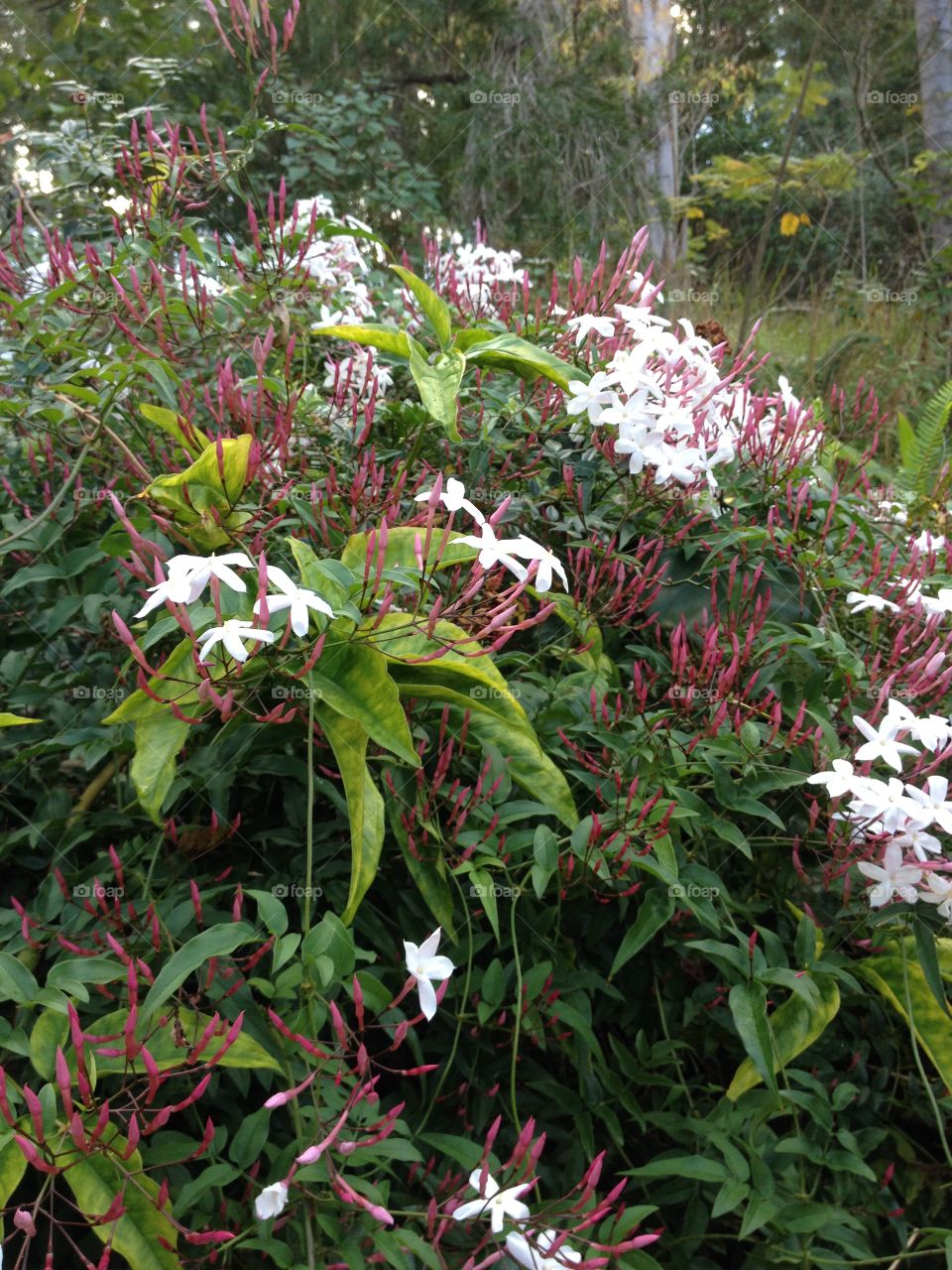 Jasmine creeper is blooming