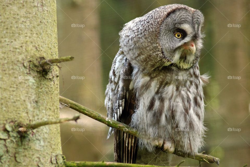 Great Grey Owl