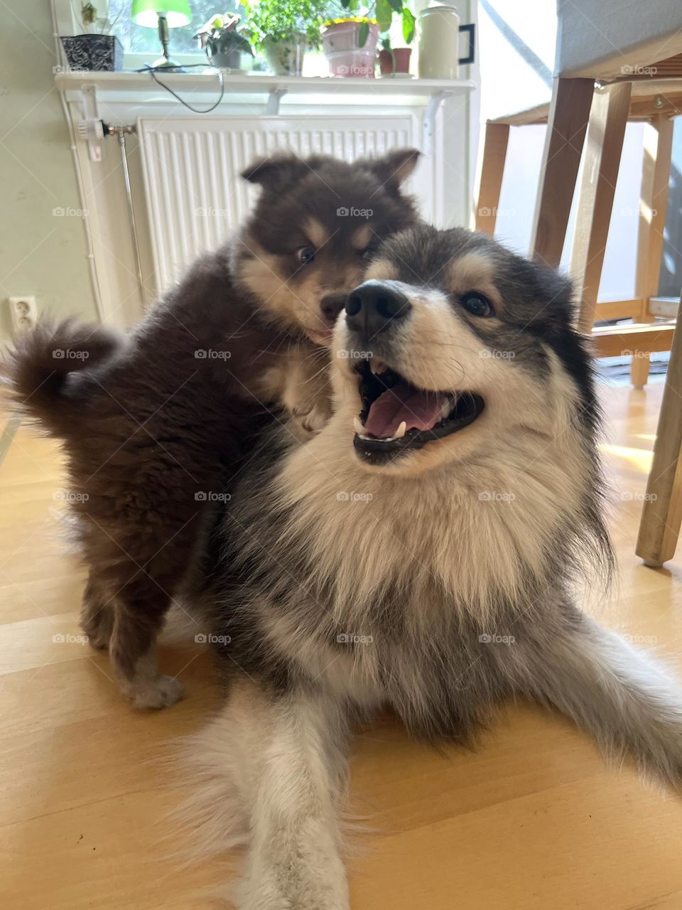 Portrait of a young Finnish Lapphund puppy playing