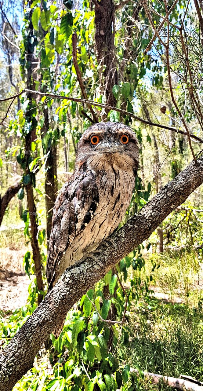  Tawny frogmouth