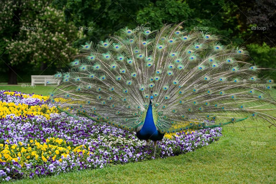 Peacock in the city garden fluffs the tail