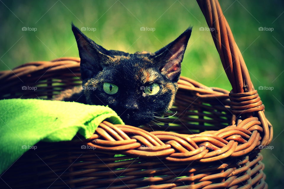 Cat in basket