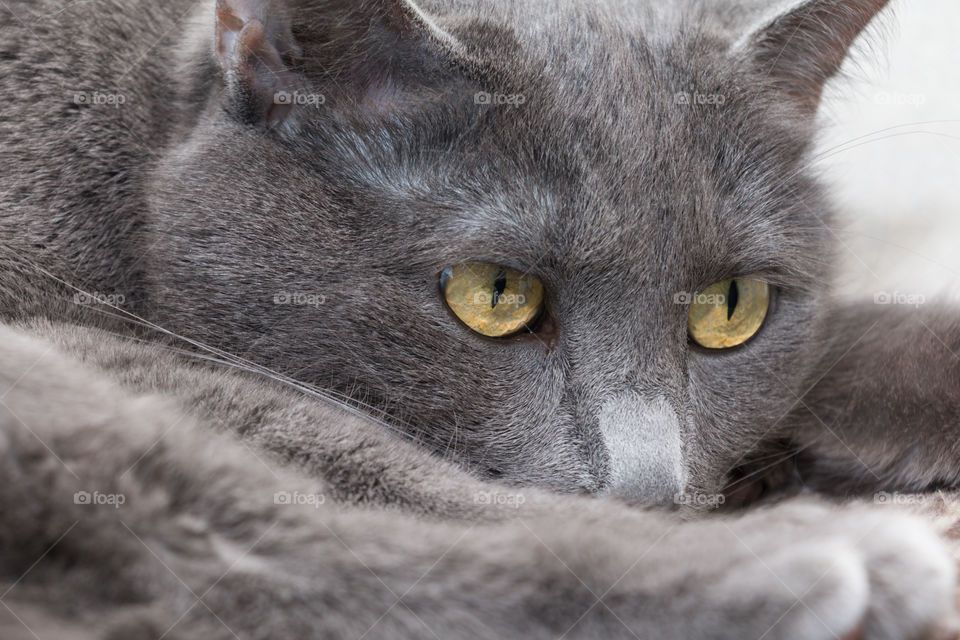 portrait of Russian blue cat