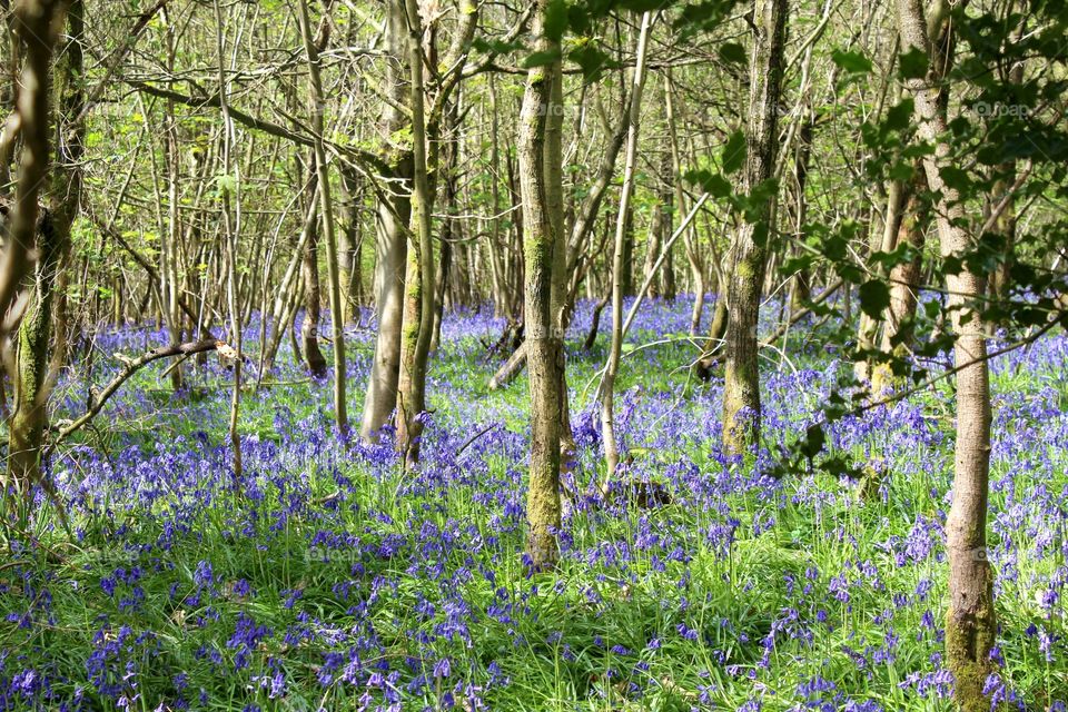 Bluebell woods