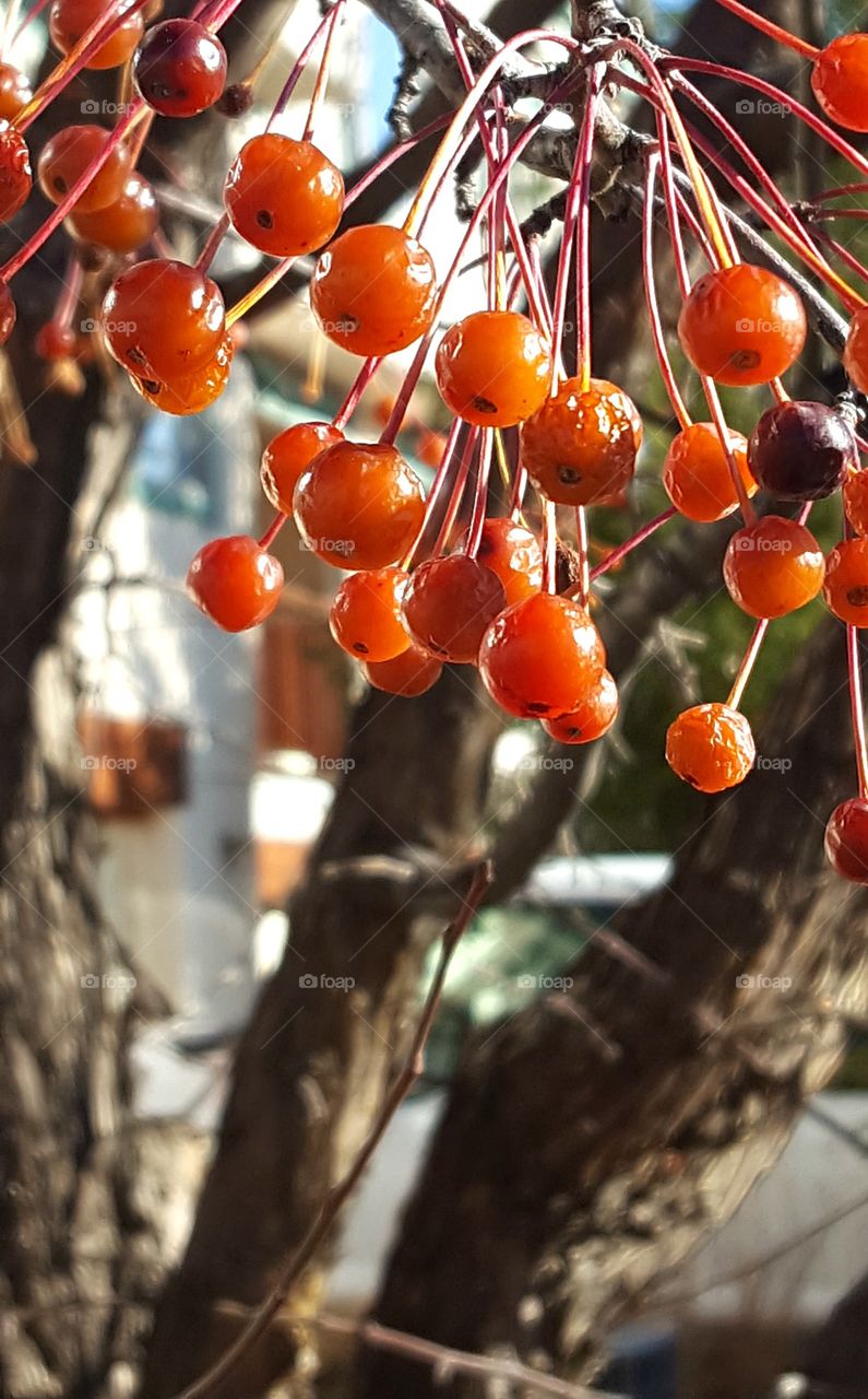 Berries hang from a tree in Colorado.
