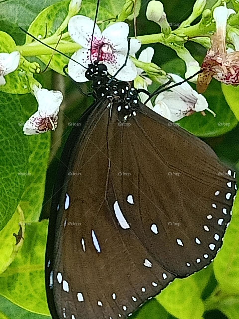 butterfly of black