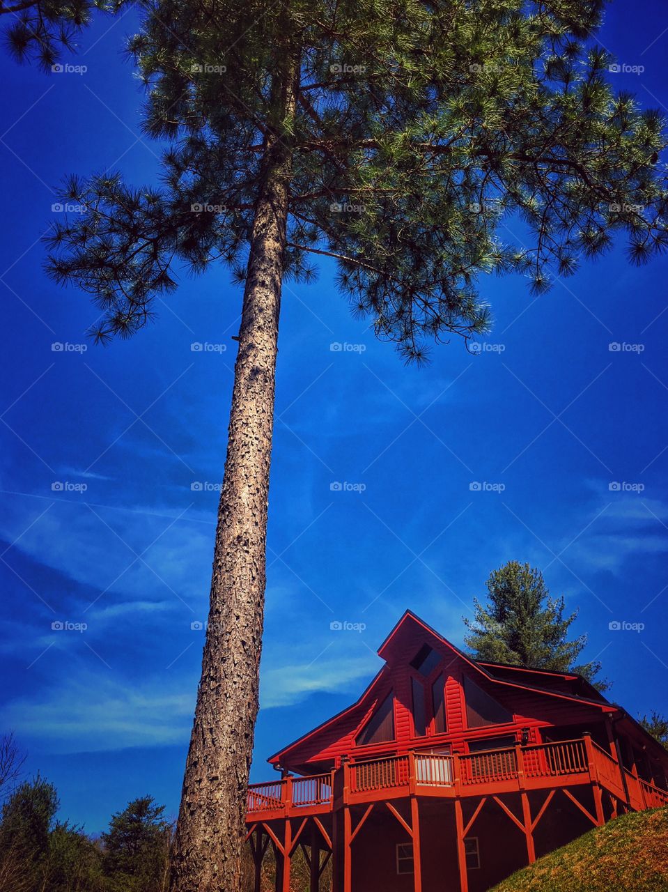 Low angle view of tree against blue sky