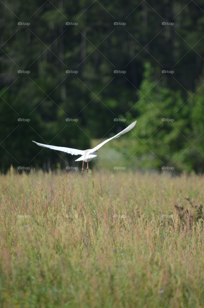 flight
