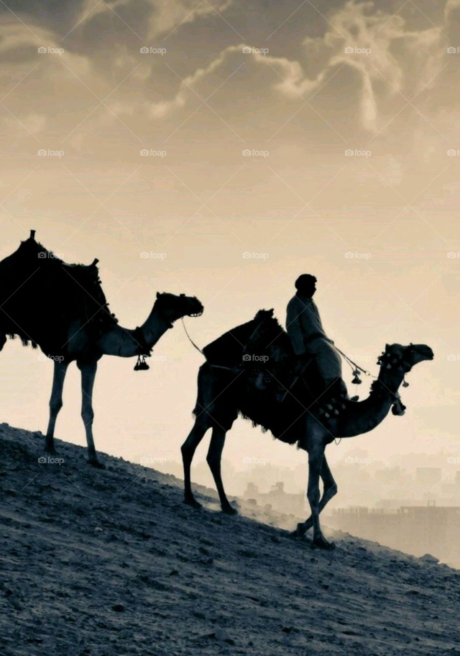camel in desert.