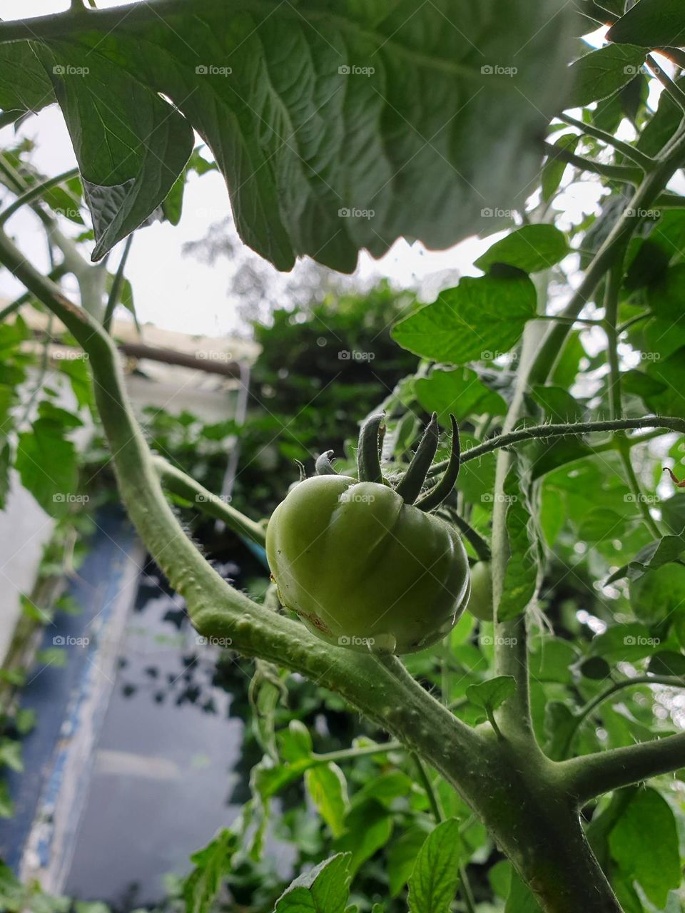 a portrait of a green unripe tomato still hanging on the plant to grow during an overcast day.