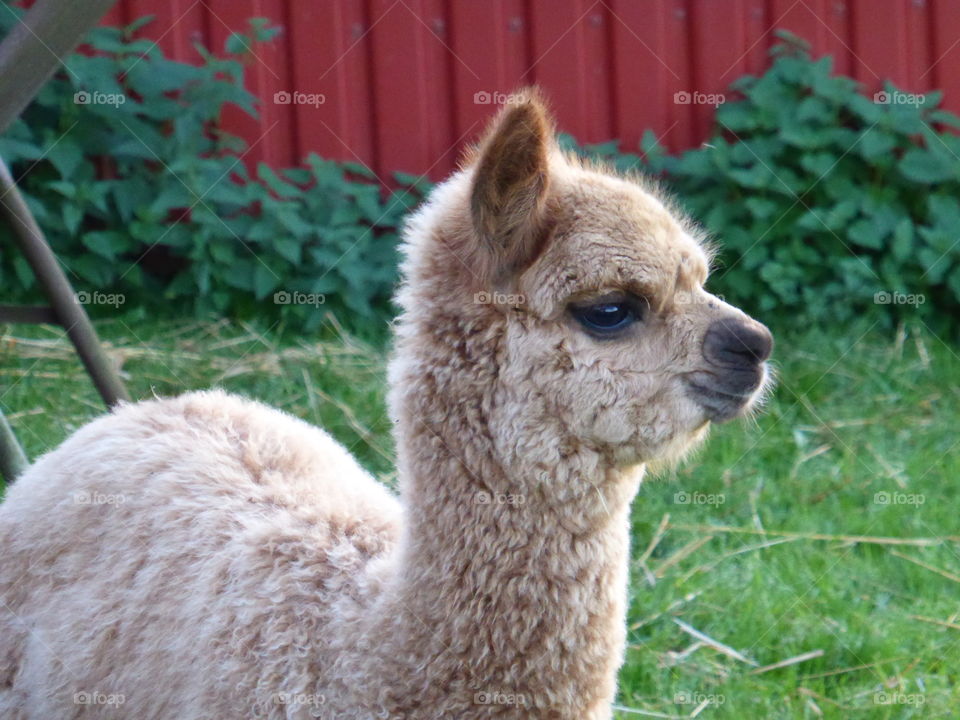 Baby Alpaca portrait 