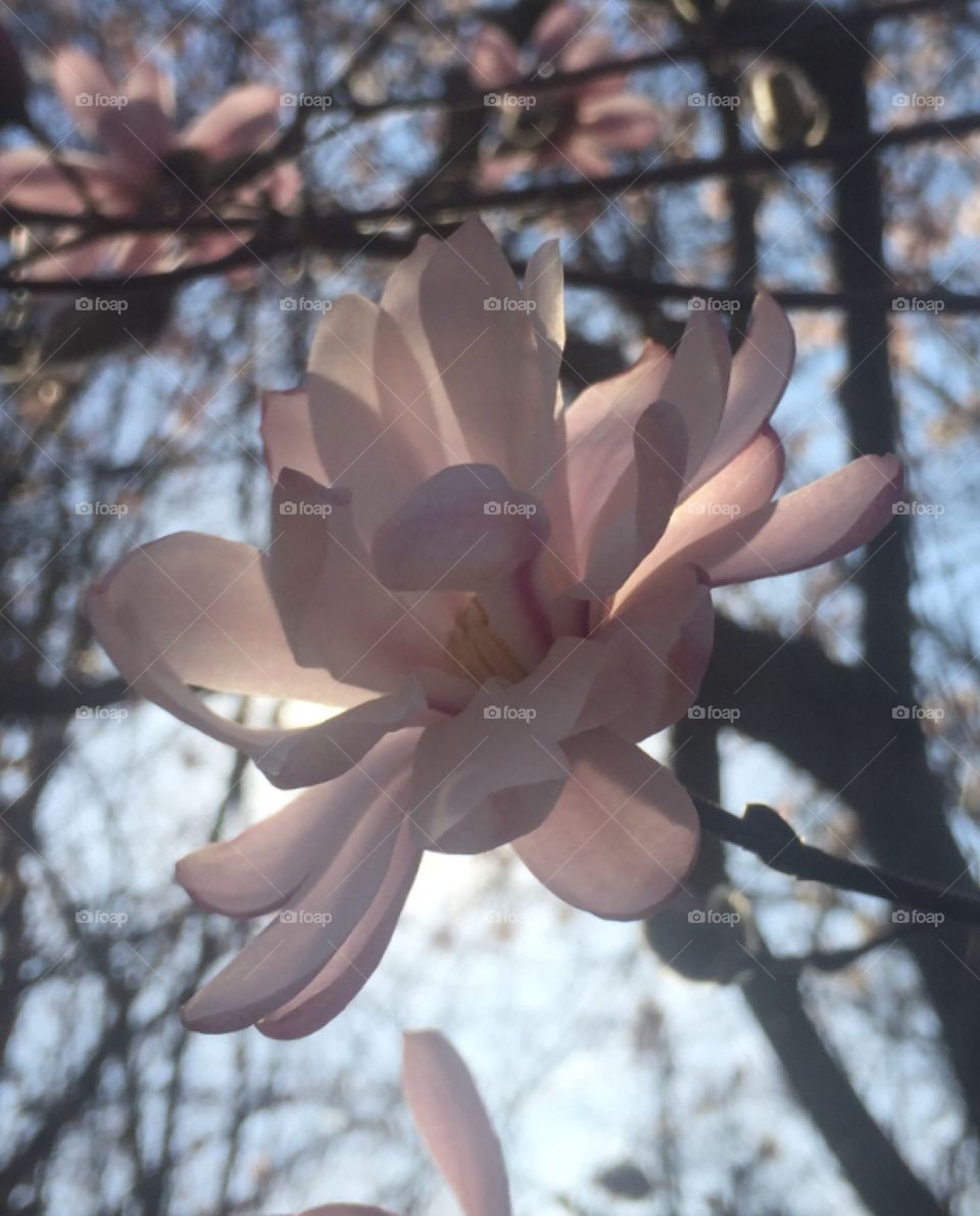 Sunbathed beauty